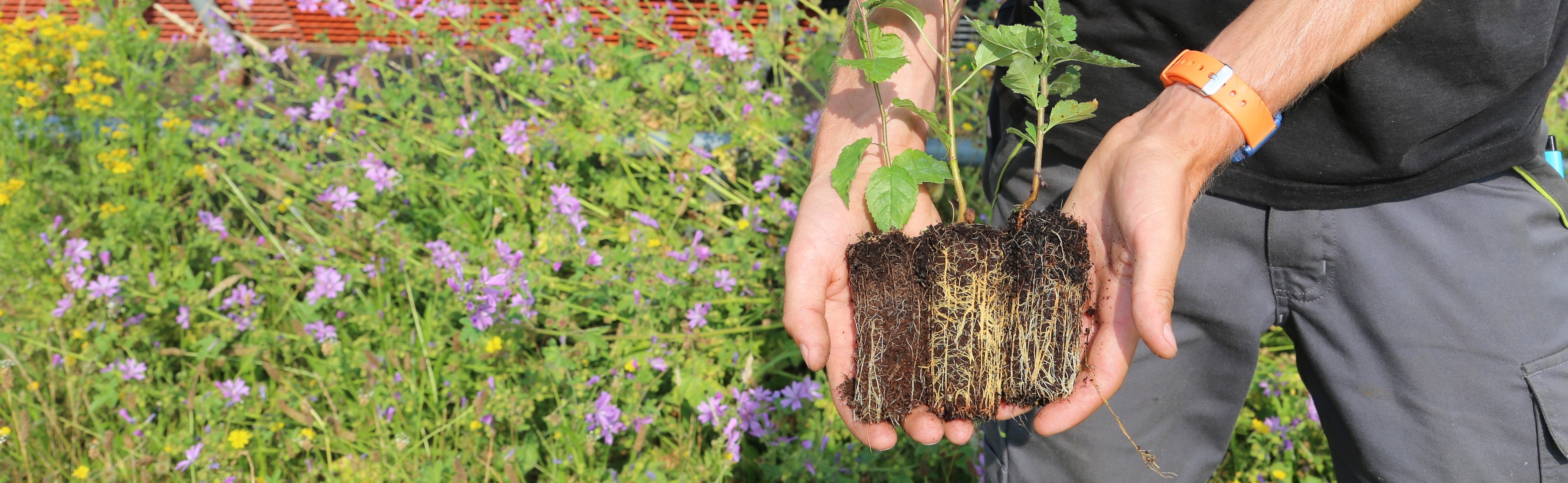 Cell-grown trees at Rymer Trees nursery